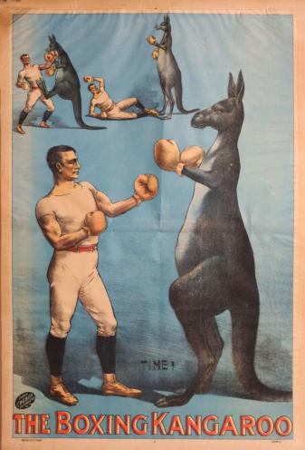 Aussie boxing scene