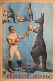 Aussie boxing scene